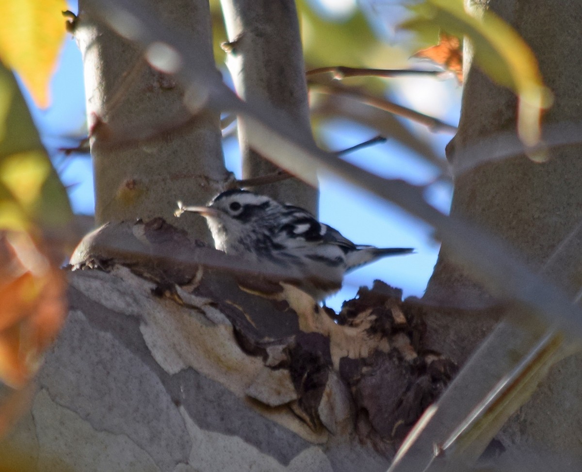 Black-and-white Warbler - ML20726731
