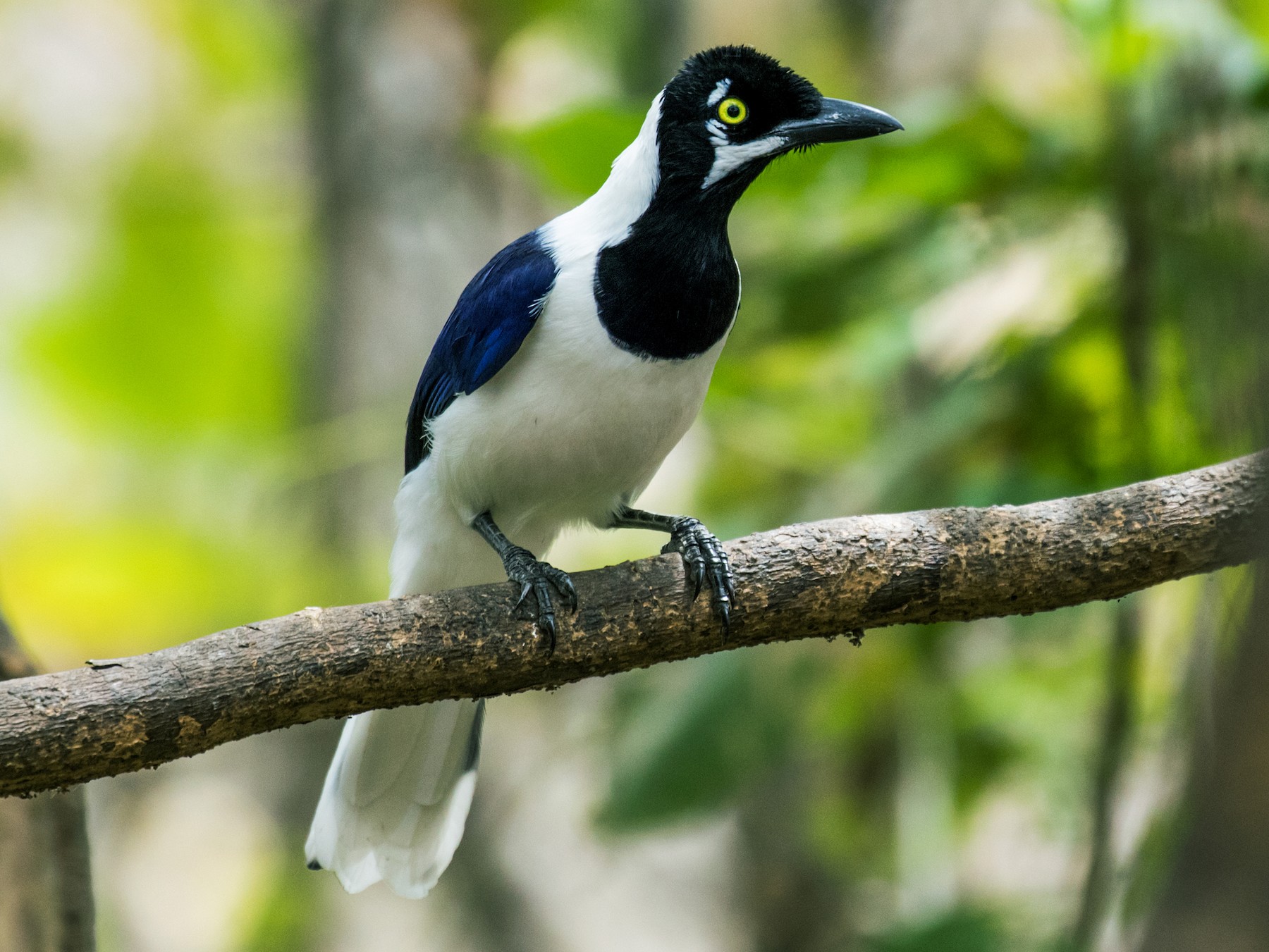 White-tailed Jay - Nick Athanas