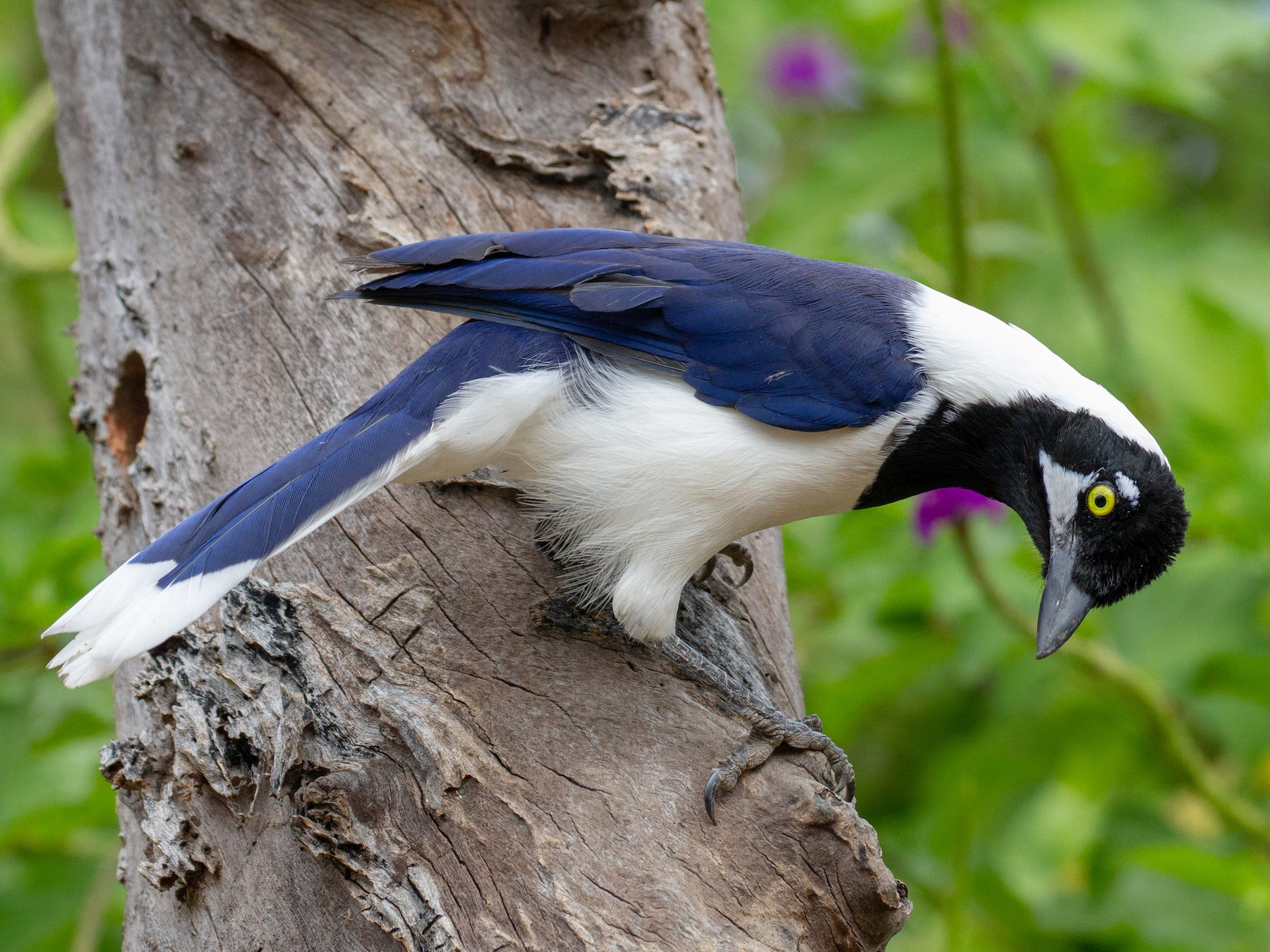 White-tailed Jay - Will Chatfield-Taylor