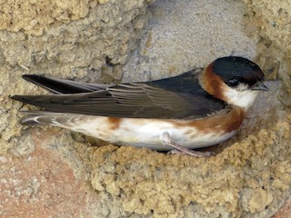  - Chestnut-collared Swallow