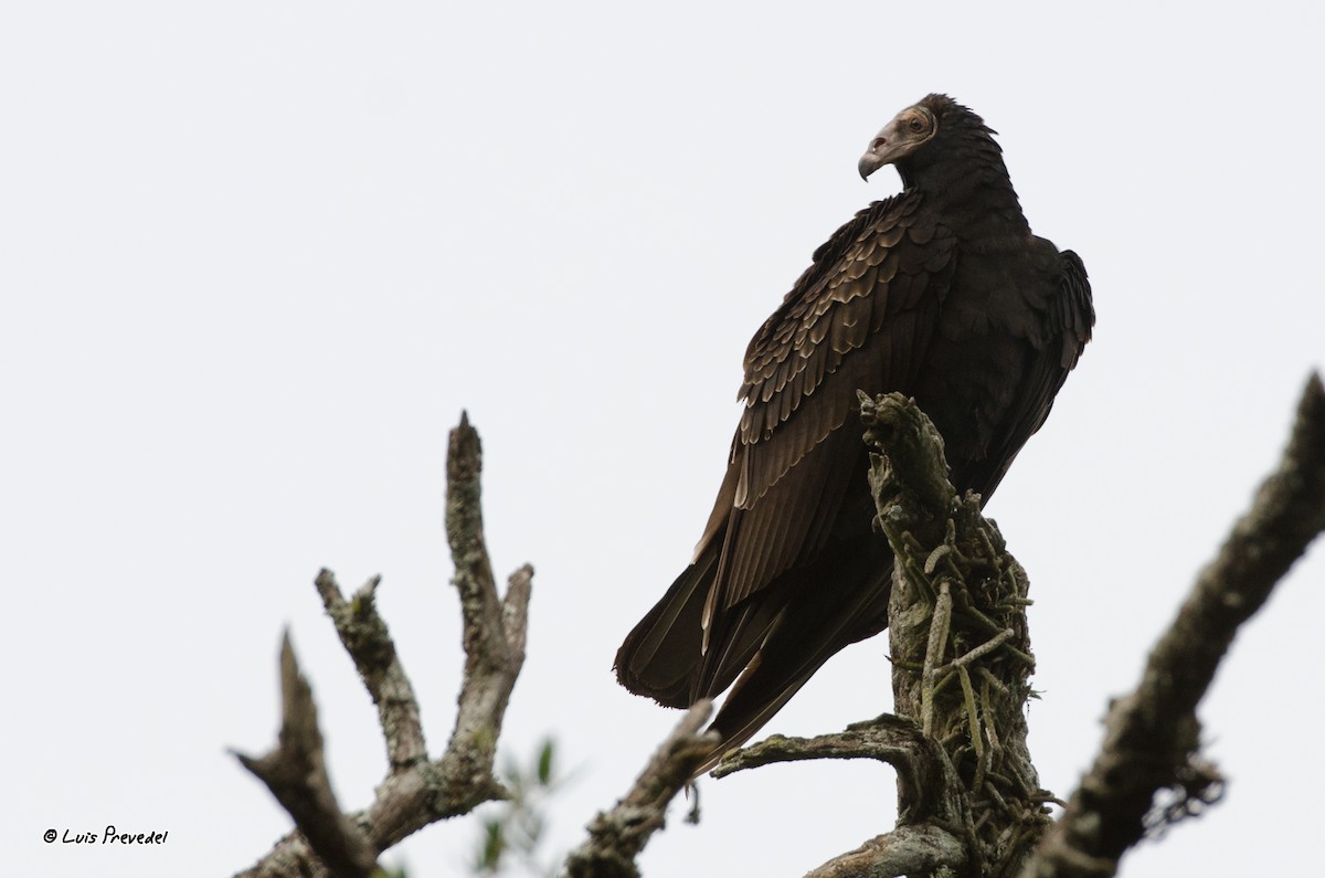 Lesser Yellow-headed Vulture - Luis Prevedel