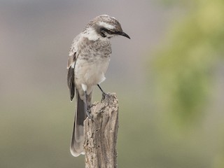  - Long-tailed Mockingbird