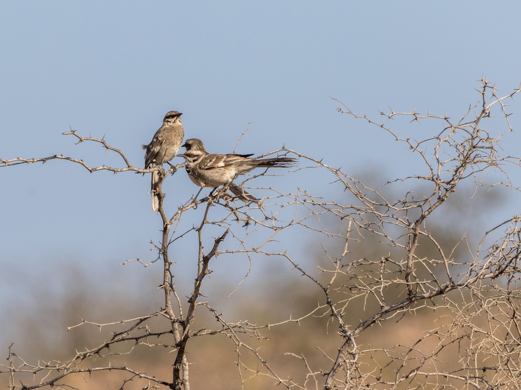 Sinsonte Colilargo - eBird