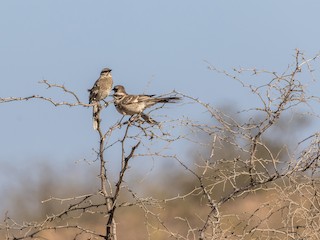 Langschwanz-Spottdrossel - eBird