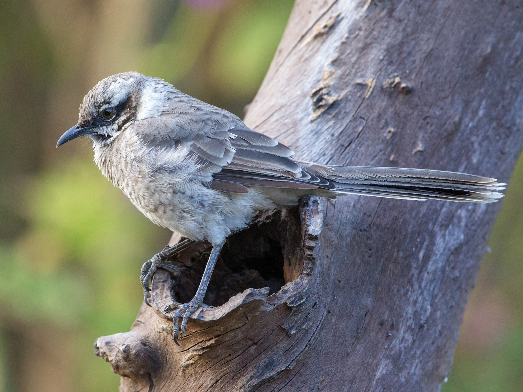 Long-tailed Mockingbird - Kevin Berkoff
