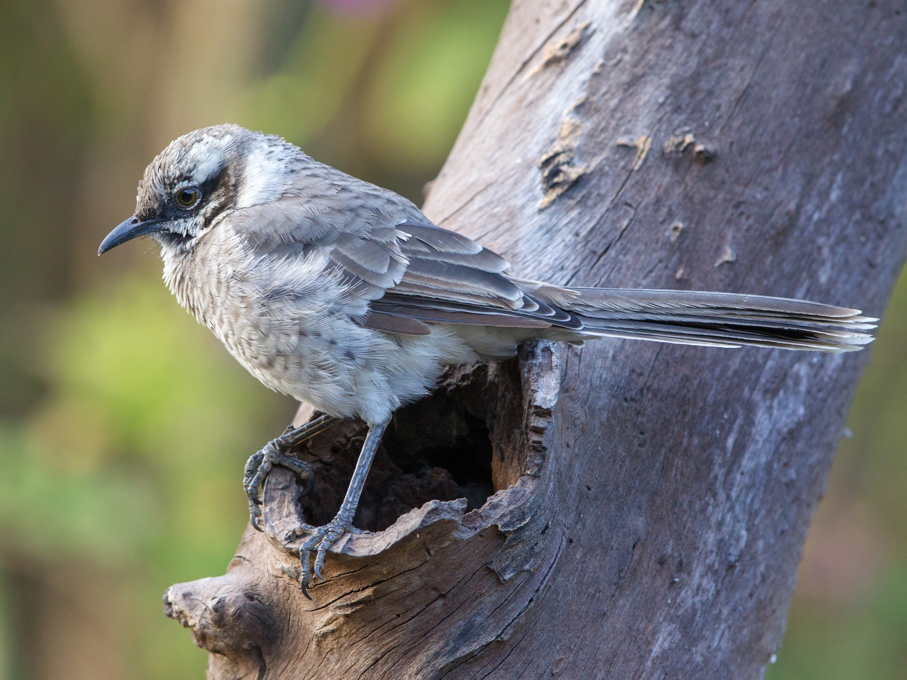 Long-tailed Mockingbird - eBird