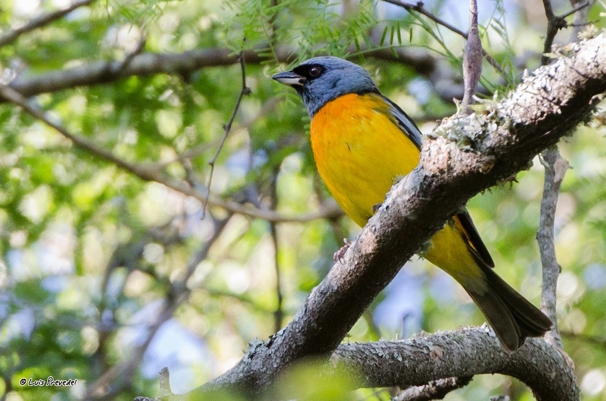 Blue-and-yellow Tanager - ML207269551