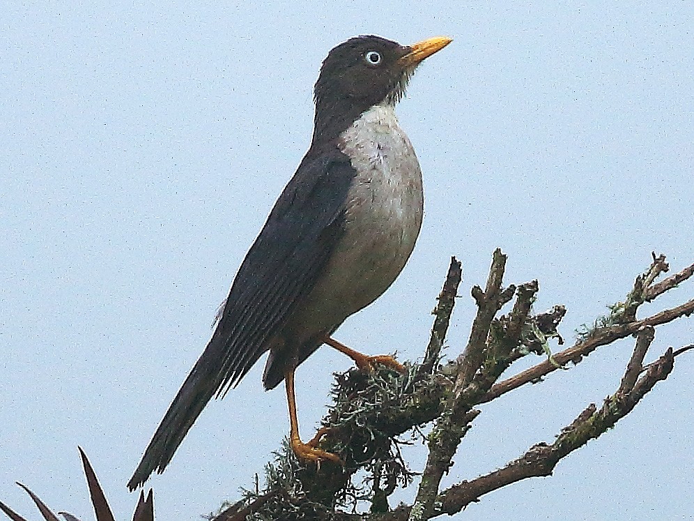 Plumbeous-backed Thrush - David Barton
