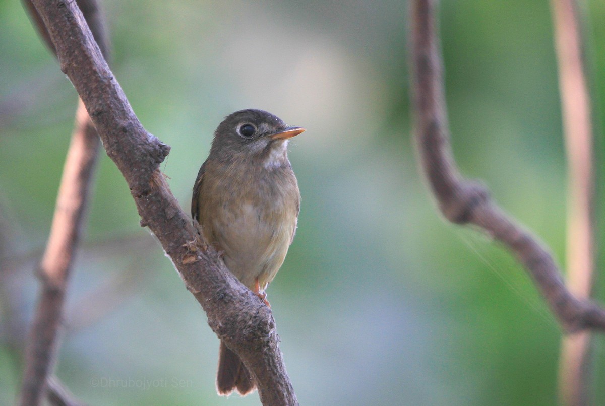 Brown-breasted Flycatcher - ML207269911