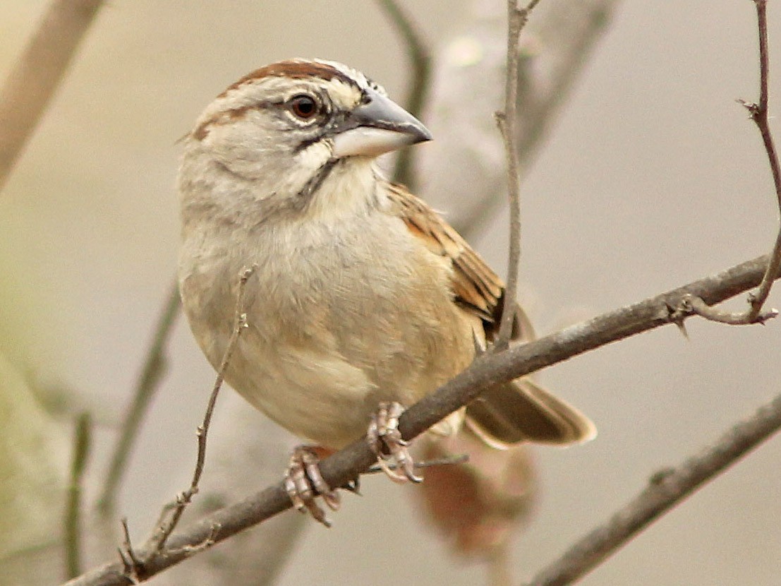 Tumbes Sparrow - David Beadle