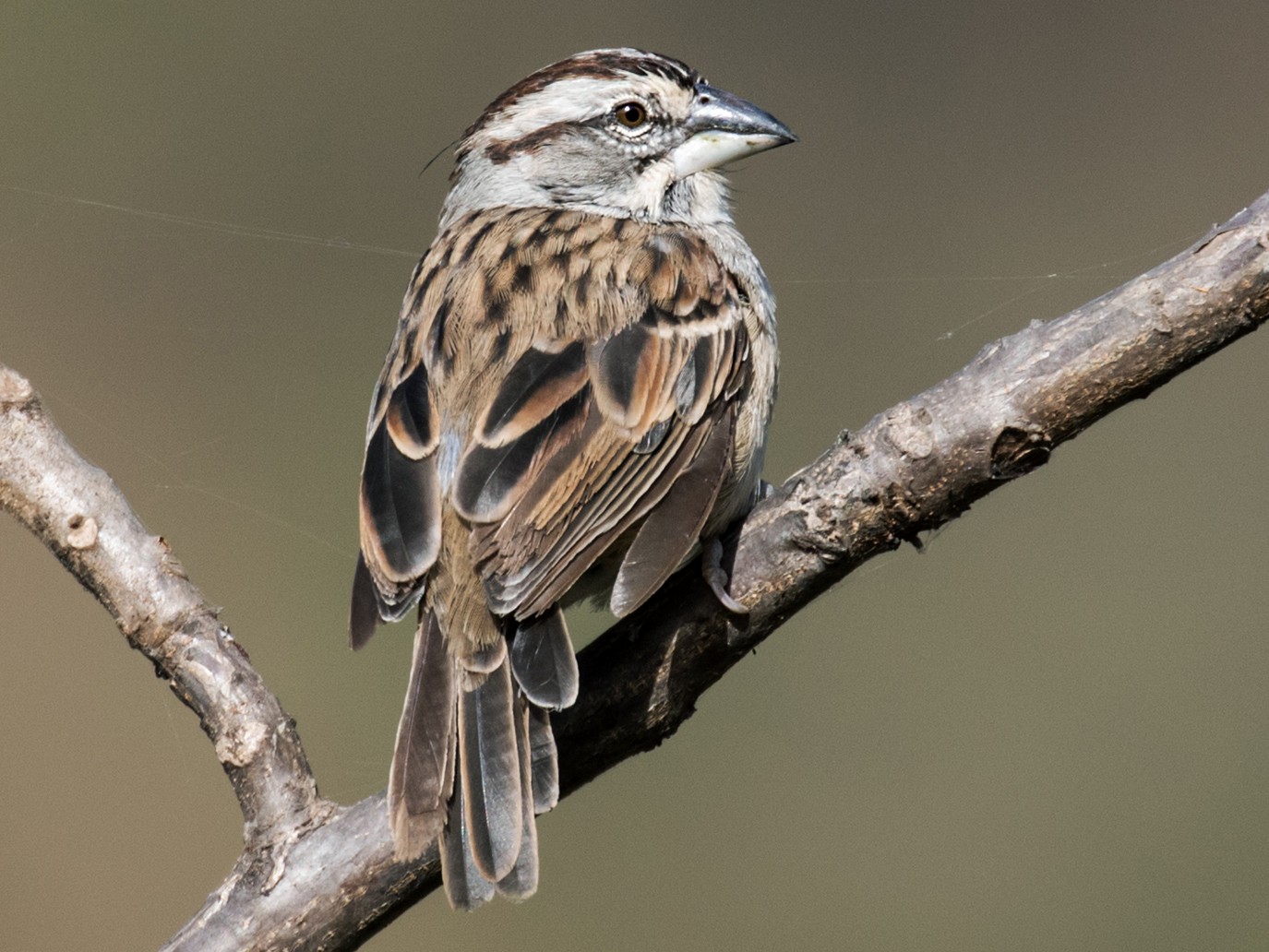 Tumbes Sparrow - Nick Athanas