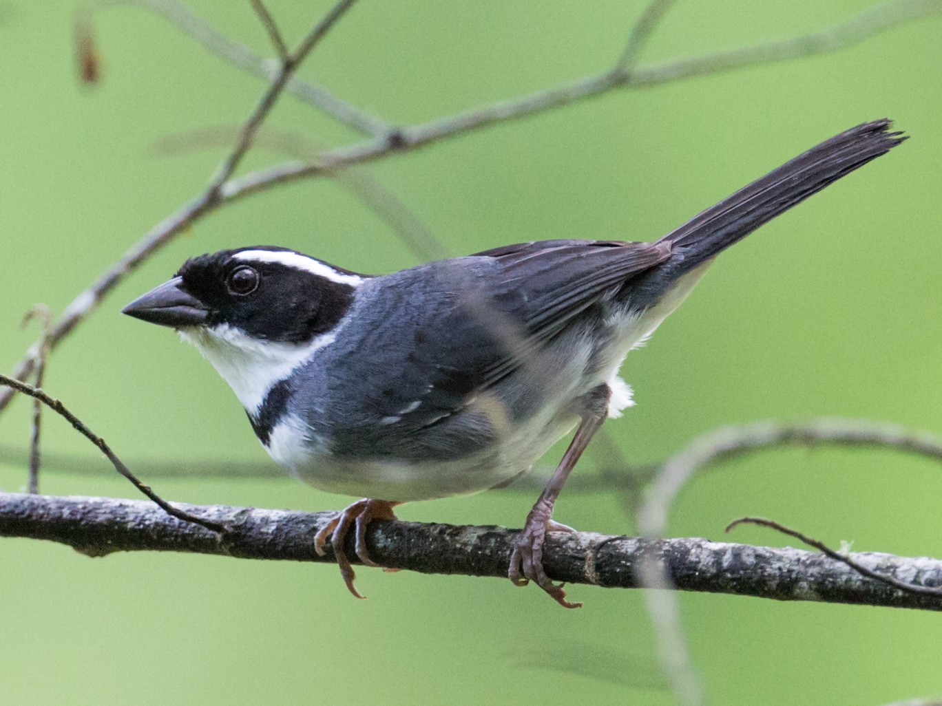 Black-capped Sparrow - Nick Athanas