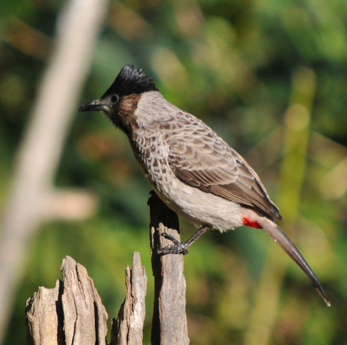 Red-vented Bulbul - ML207272961