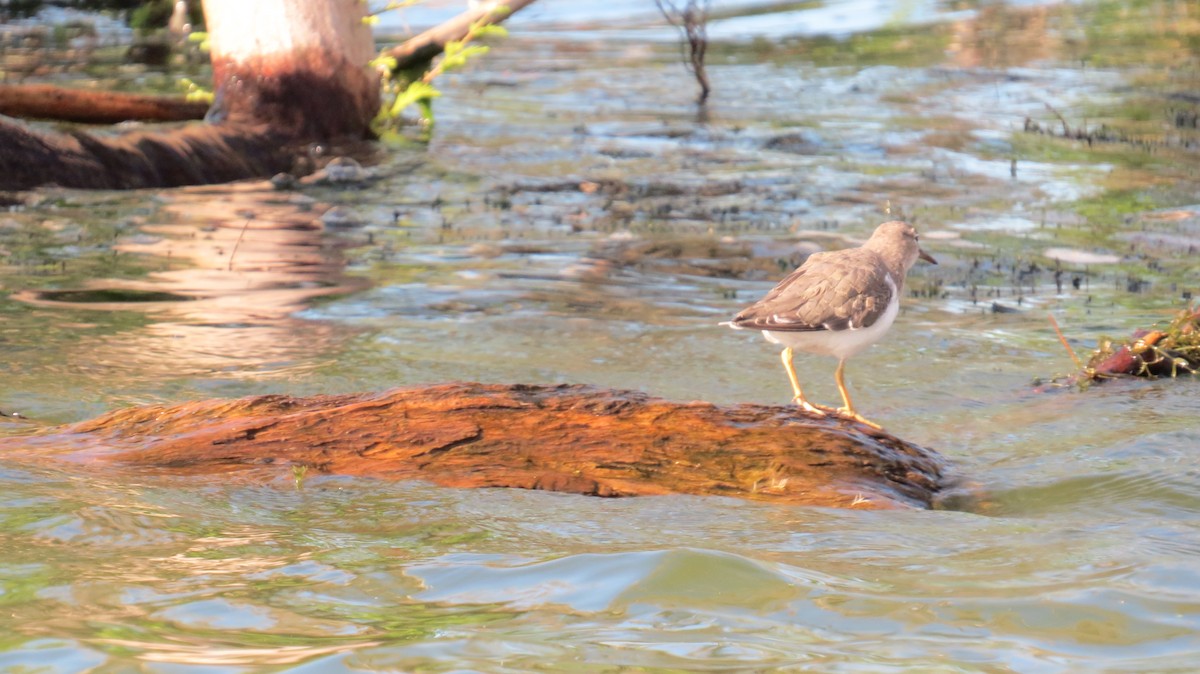 Spotted Sandpiper - Ted Uhlemann