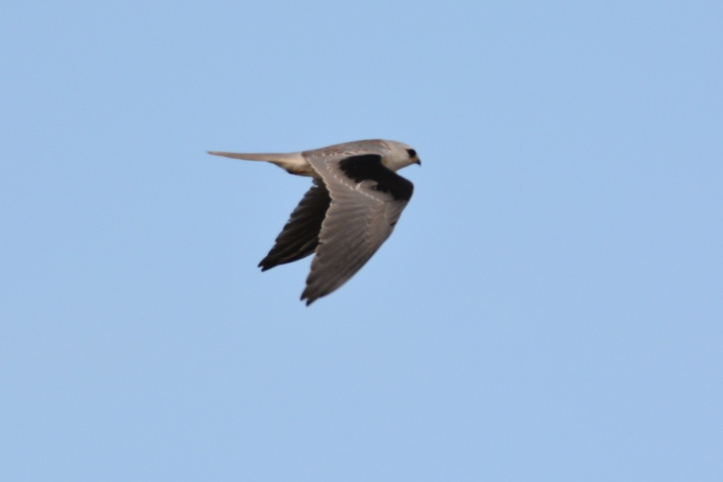 White-tailed Kite - ML207275751