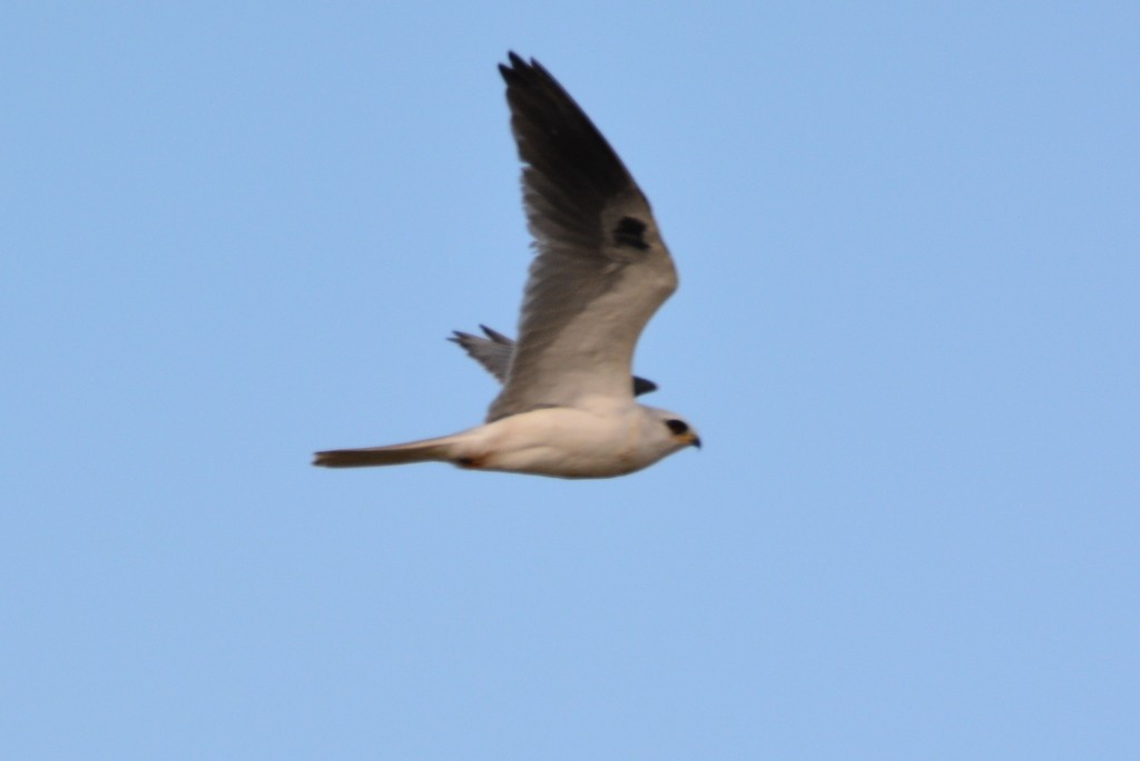 White-tailed Kite - ML207275761