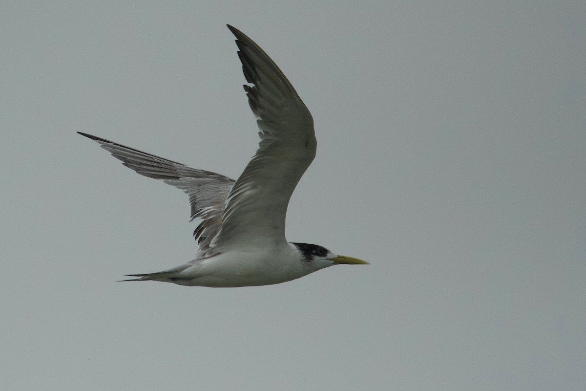 Great Crested Tern - ML207276201