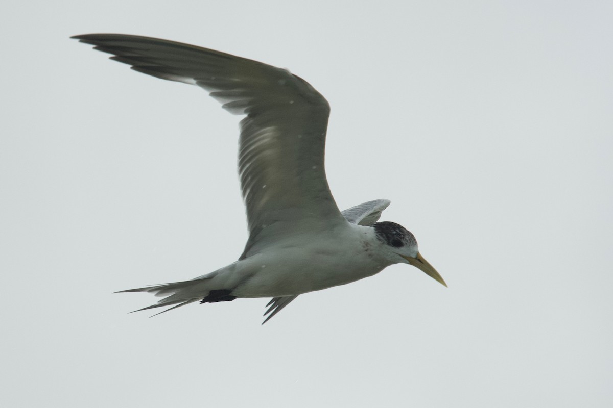 Great Crested Tern - ML207276211