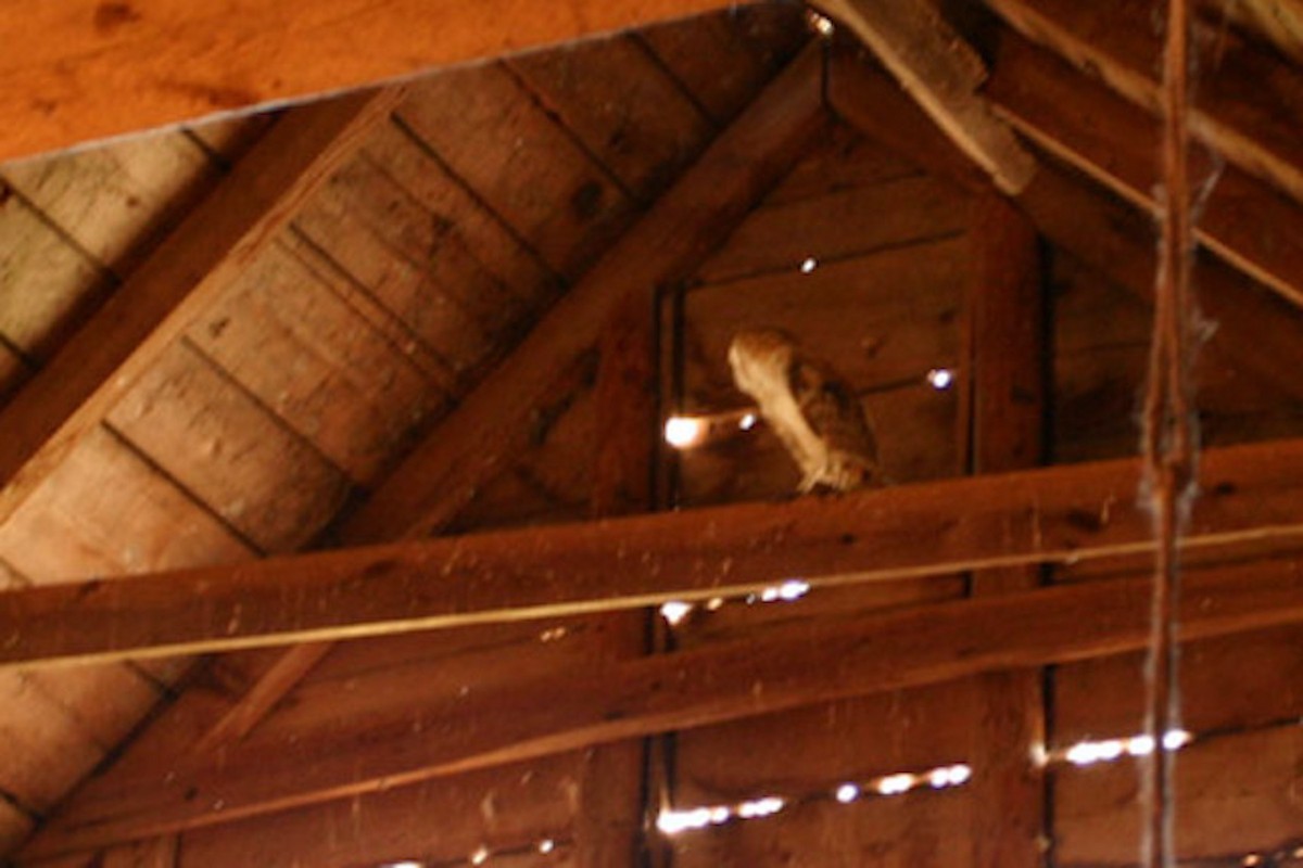 Barn Owl - Maine Historical