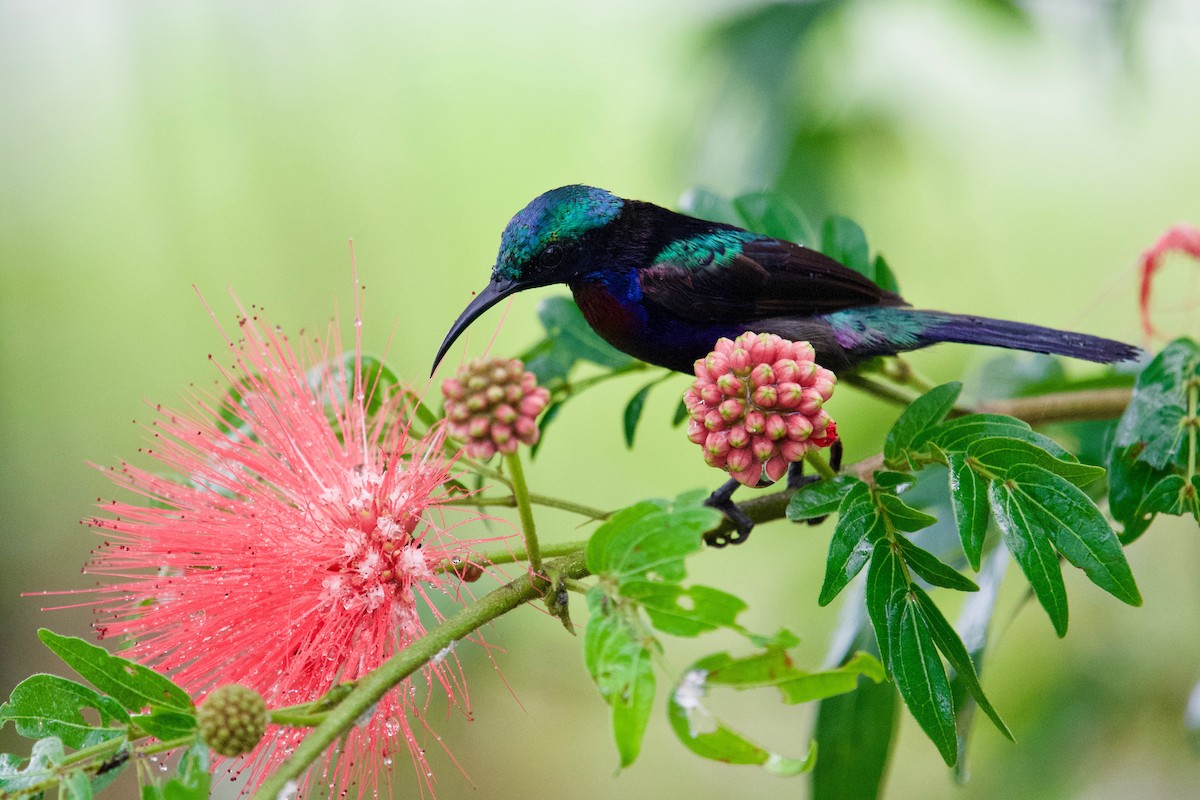 Copper-throated Sunbird - Qin Huang