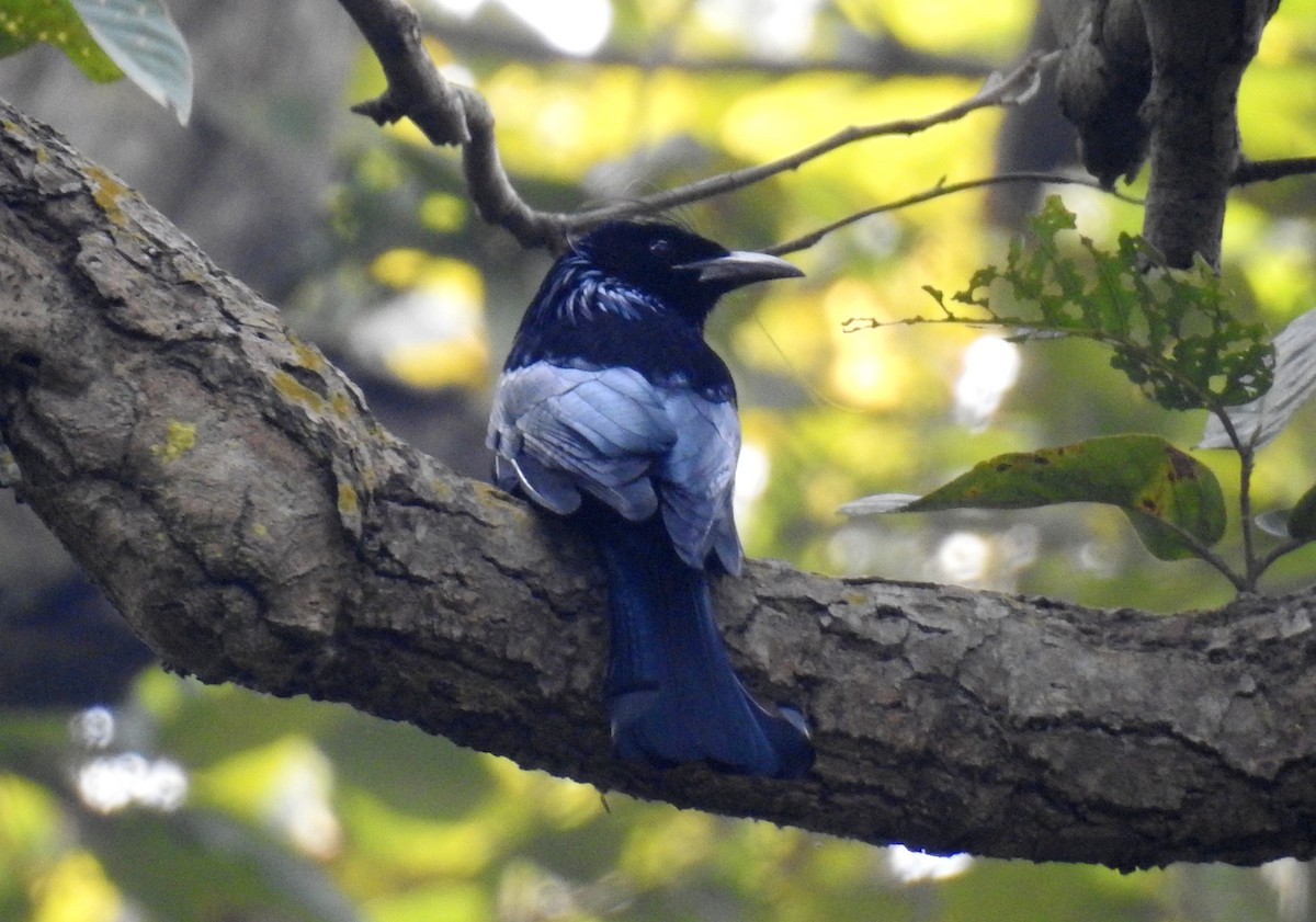 Hair-crested Drongo - ML207280161