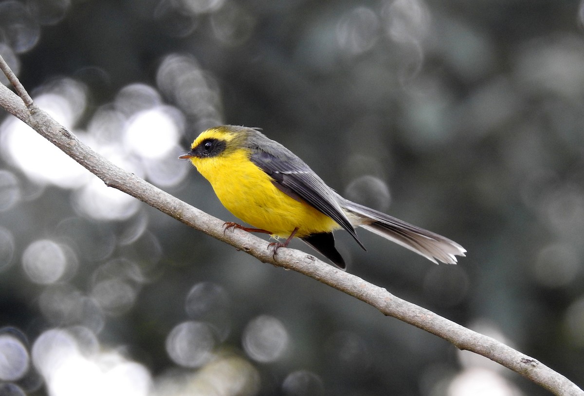 Yellow-bellied Fairy-Fantail - ML207280421