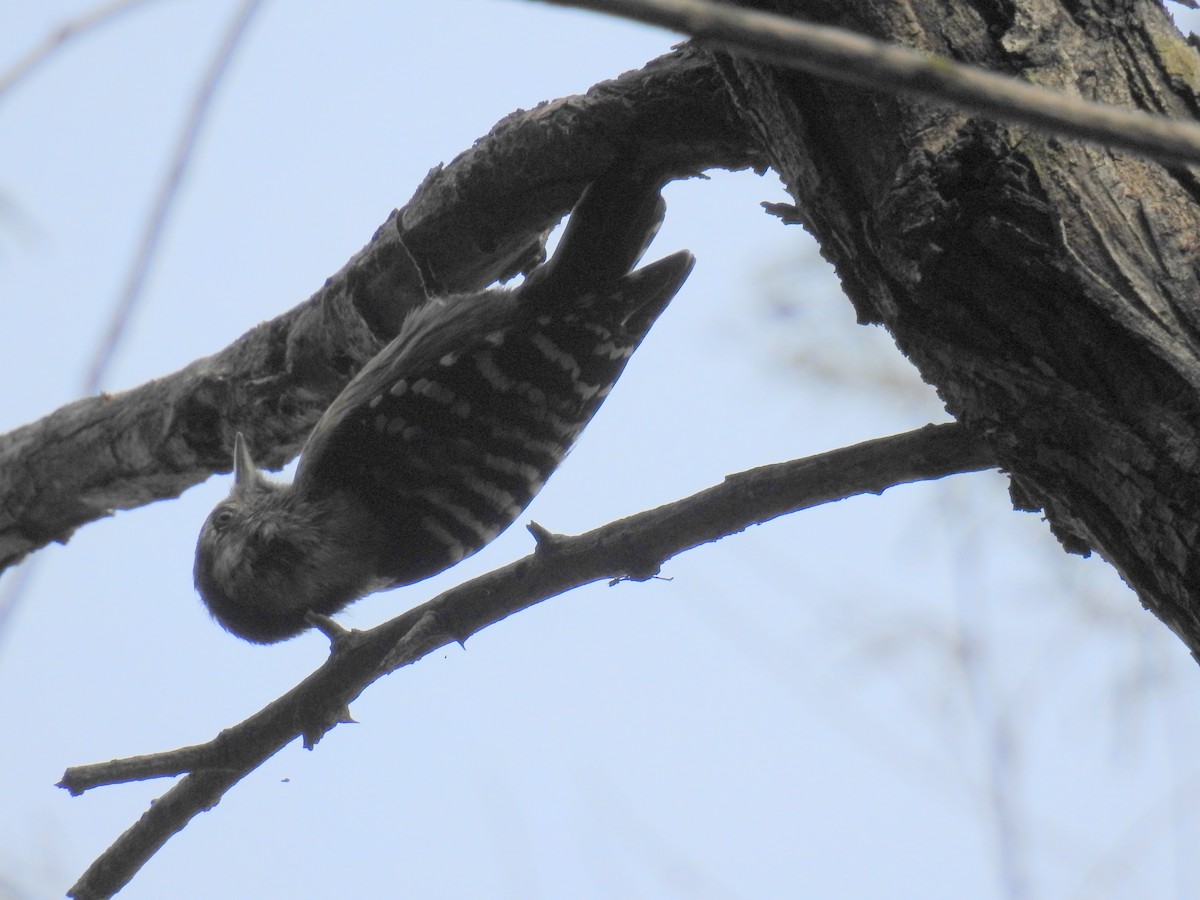 Brown-capped Pygmy Woodpecker - Madhu Gupta