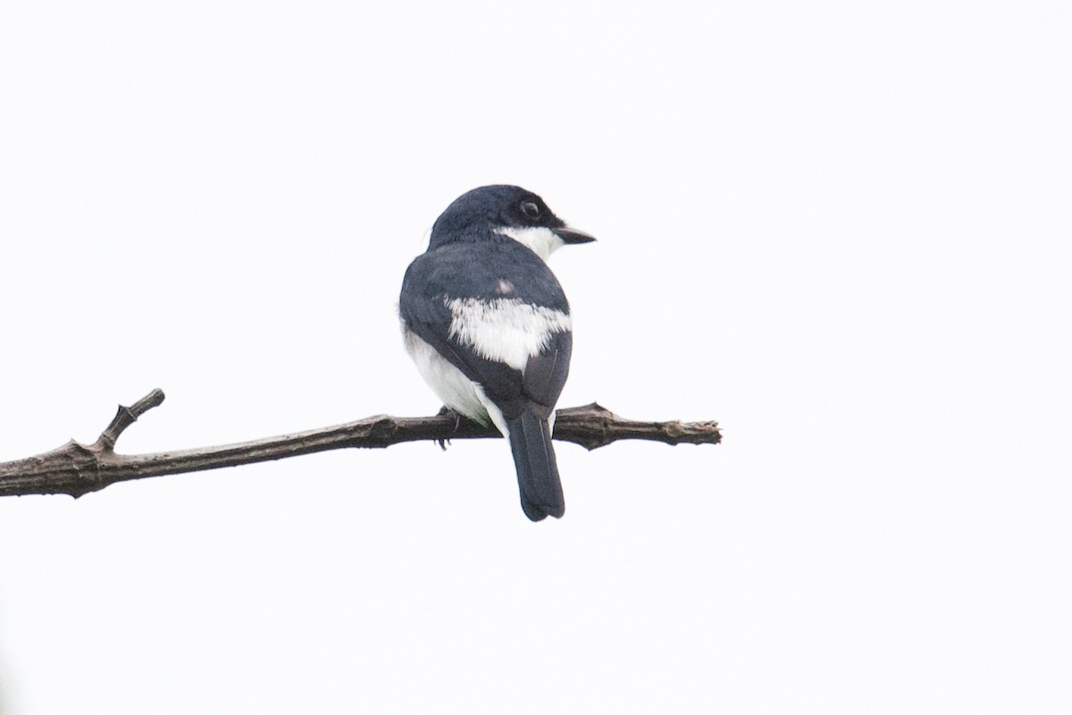 Black-winged Flycatcher-shrike - Qin Huang