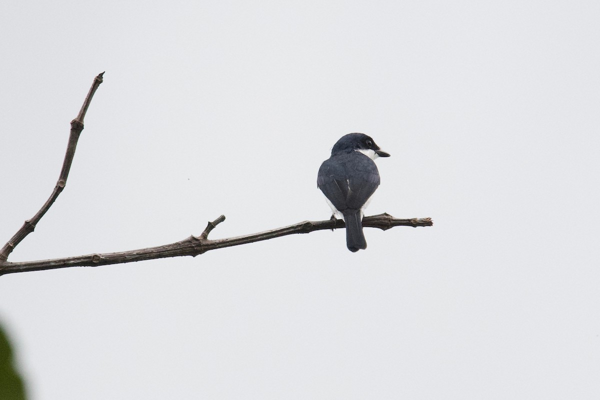 Black-winged Flycatcher-shrike - Qin Huang