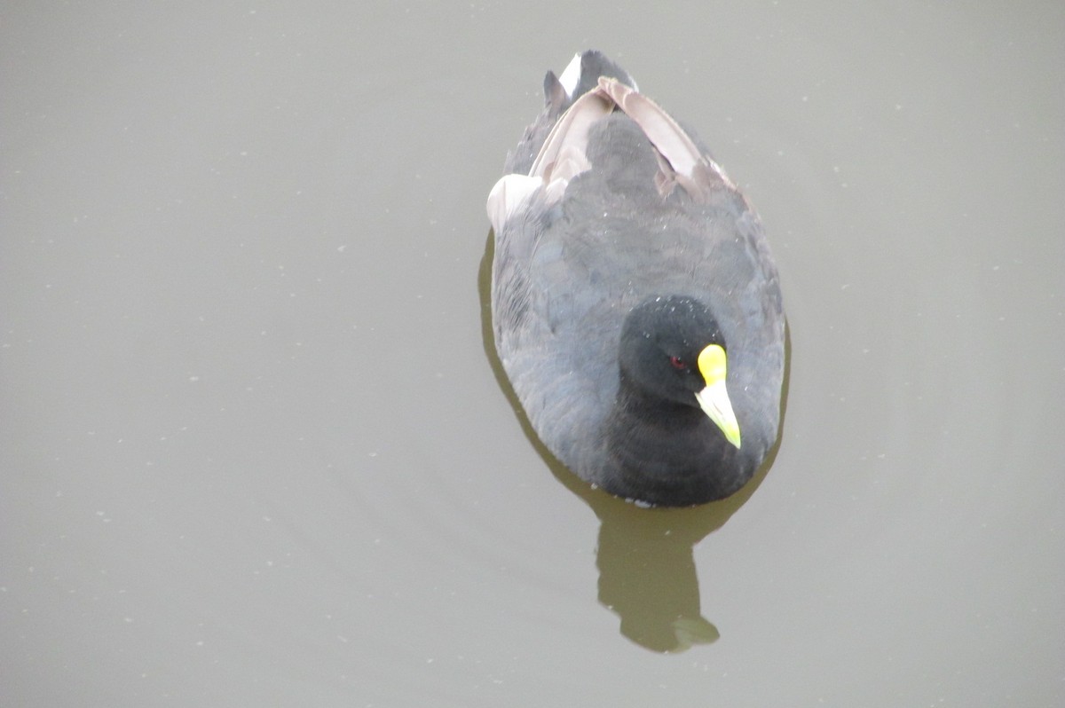 White-winged Coot - ML207285411