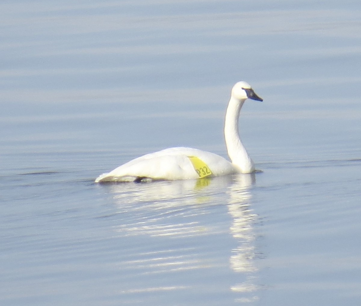 Trumpeter Swan - WNY Records
