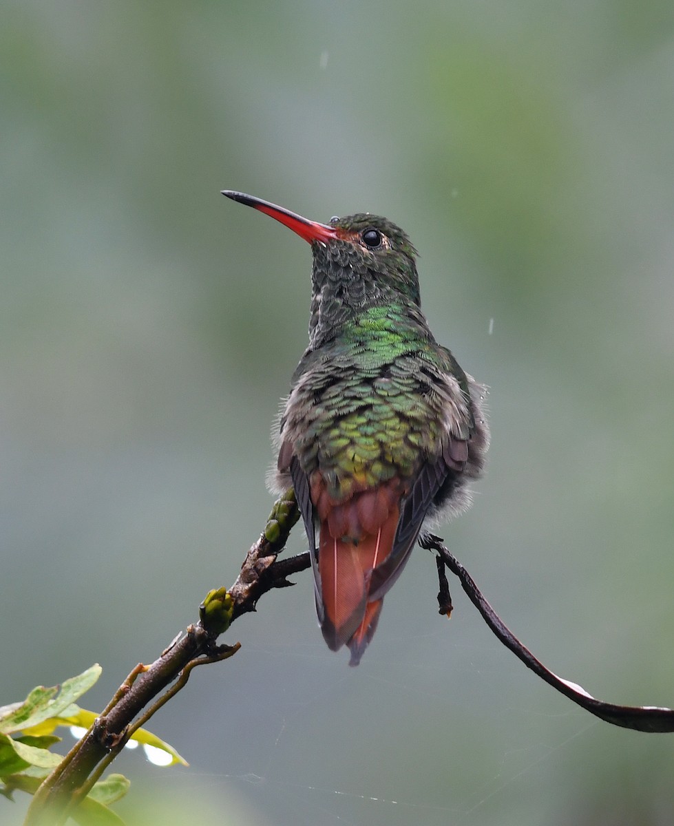 Rufous-tailed Hummingbird - Joshua Vandermeulen