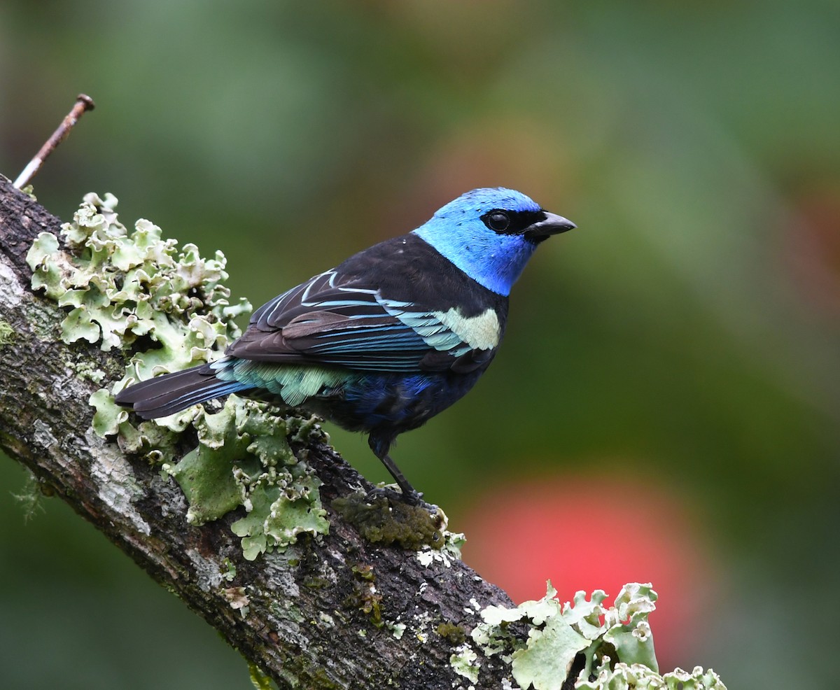 Blue-necked Tanager - ML207288691