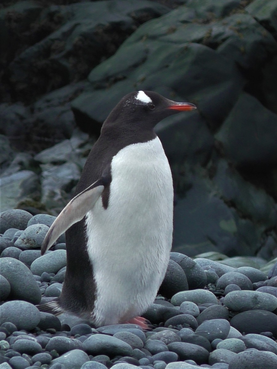 Pingüino Juanito - ML207293481