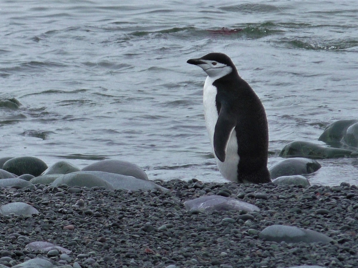 Пінгвін антарктичний - ML207293921