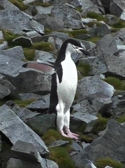 Пінгвін антарктичний - ML207294021