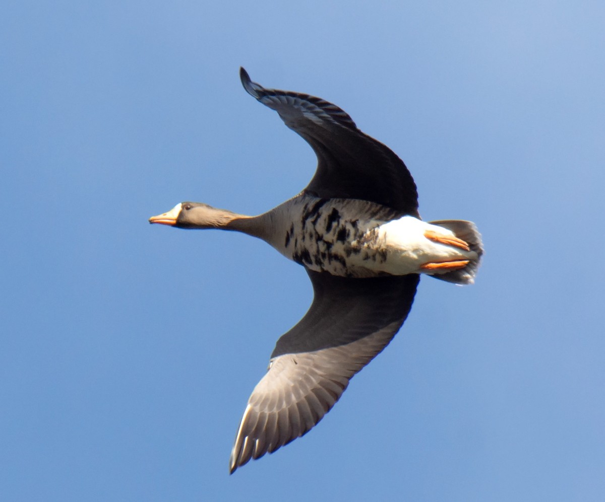 Greater White-fronted Goose - ML207295451