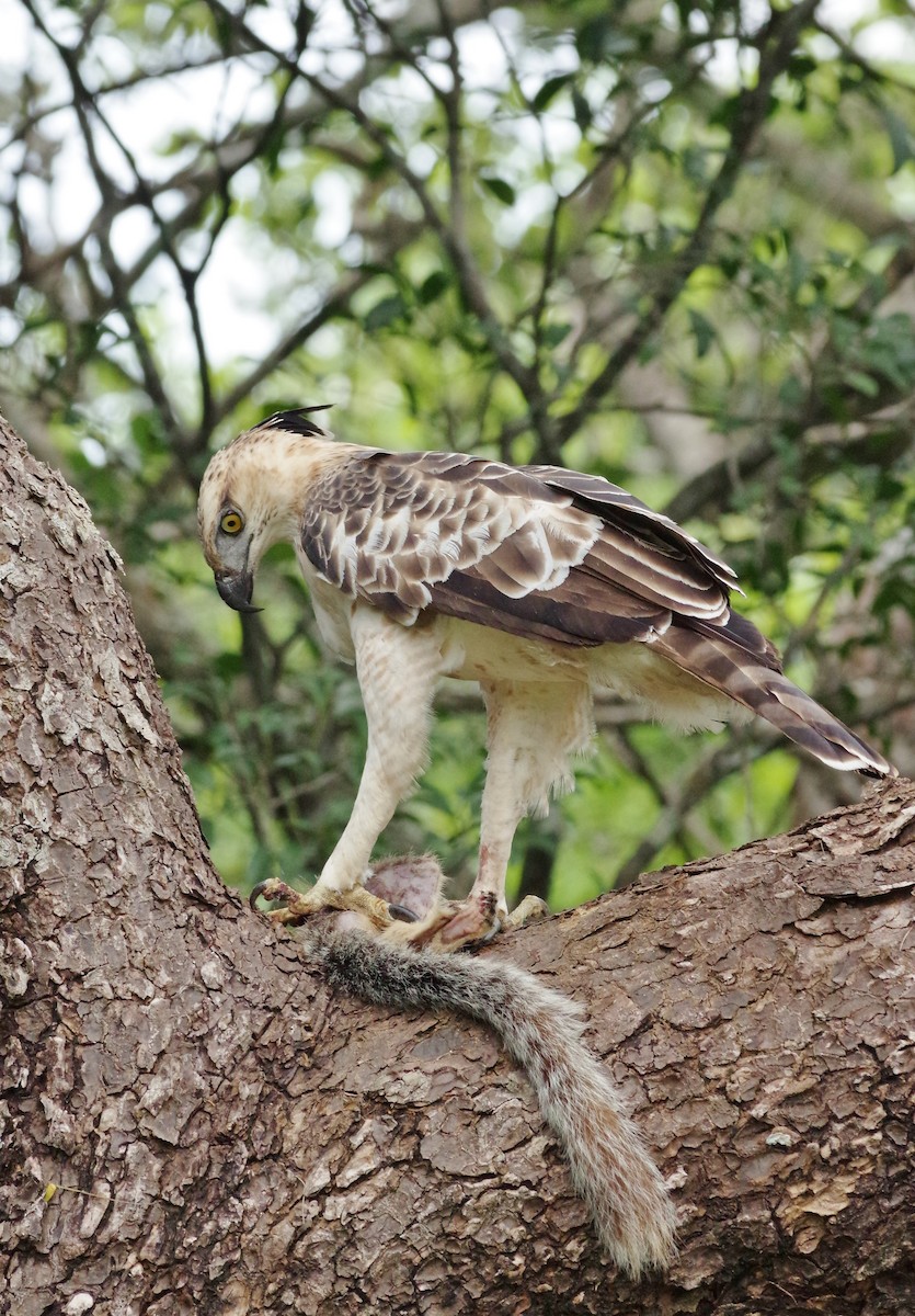Changeable Hawk-Eagle (Crested) - ML20729971