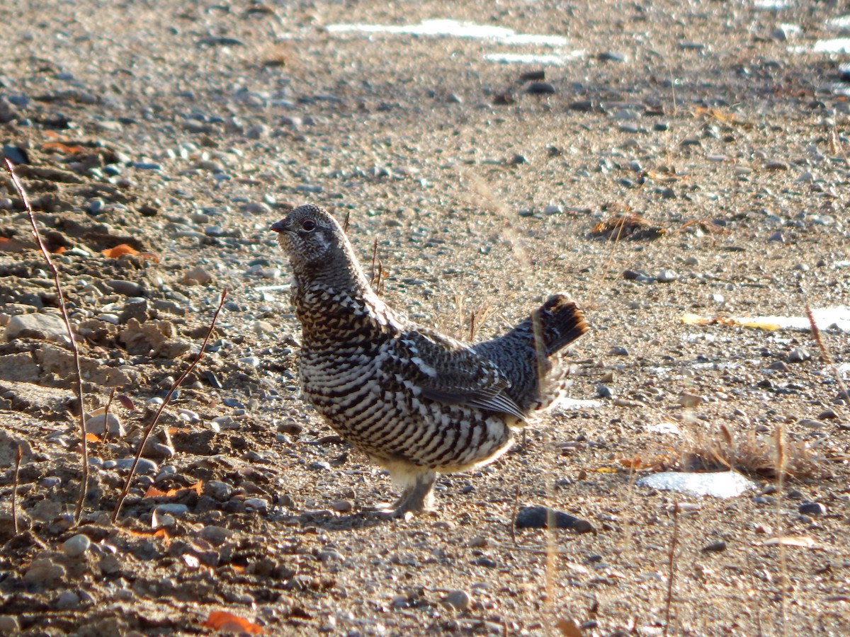 Spruce Grouse - Mike Russum
