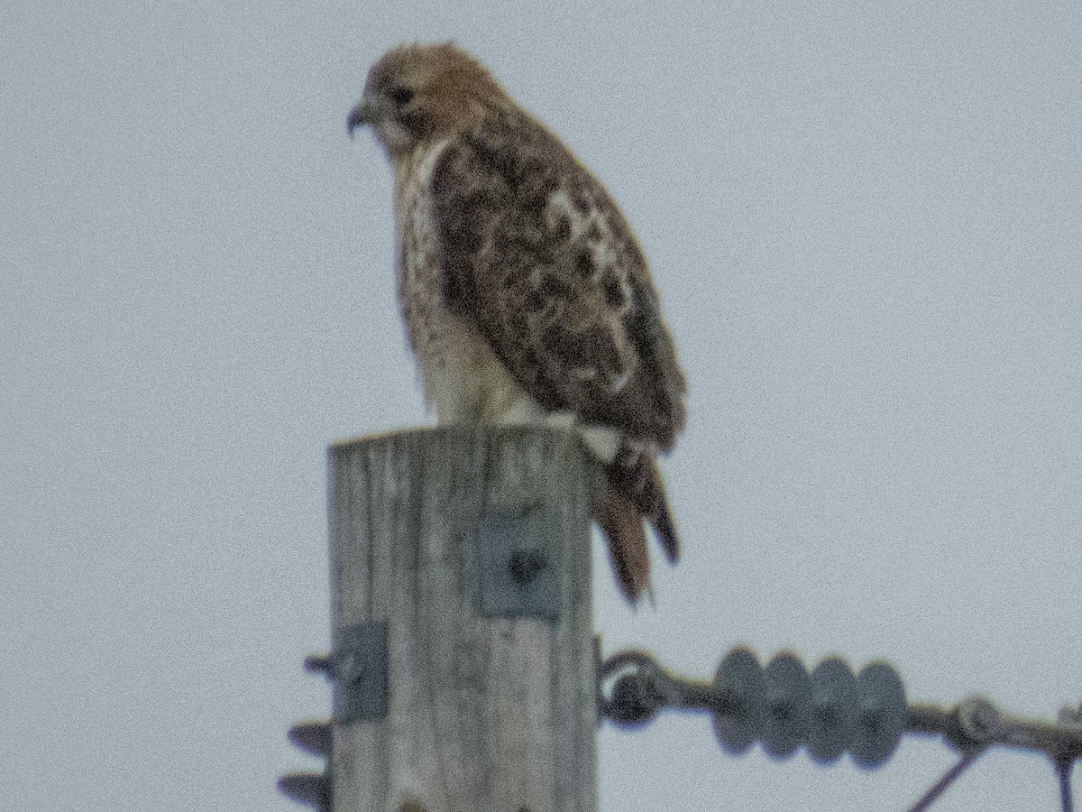 Red-tailed Hawk - ML207313961