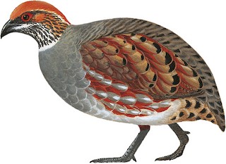 Arborophila torqueola griseata