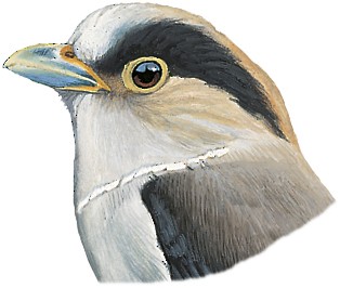 Serilophus lunatus elisabethae