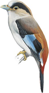 Serilophus lunatus elisabethae