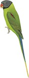 Grey-headed Parakeet Illustration