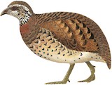 Green-legged Partridge Illustration