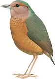 Blue-rumped Pitta Illustration