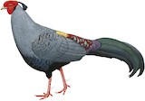 Siamese Fireback Illustration