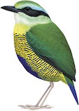 Bar-bellied Pitta Illustration