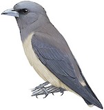 Ashy Woodswallow Illustration