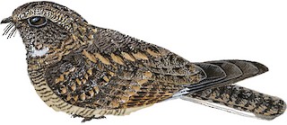 Caprimulgus affinis amoyensis